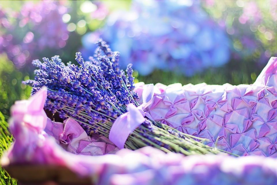 lavender-2482372_960_720.jpg