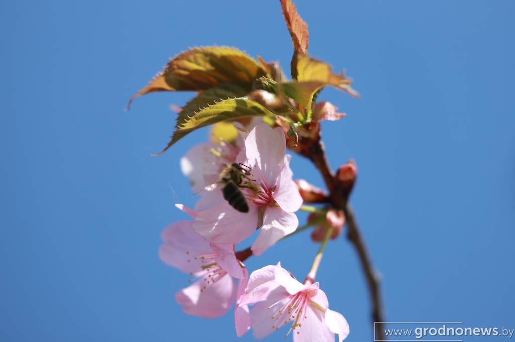IMG_7274.JPG