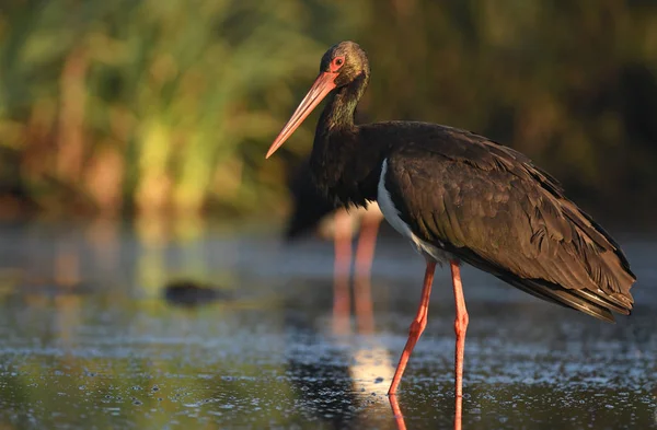 depositphotos_213590240-stock-photo-beautiful-black-stork-hunting-river.jpg