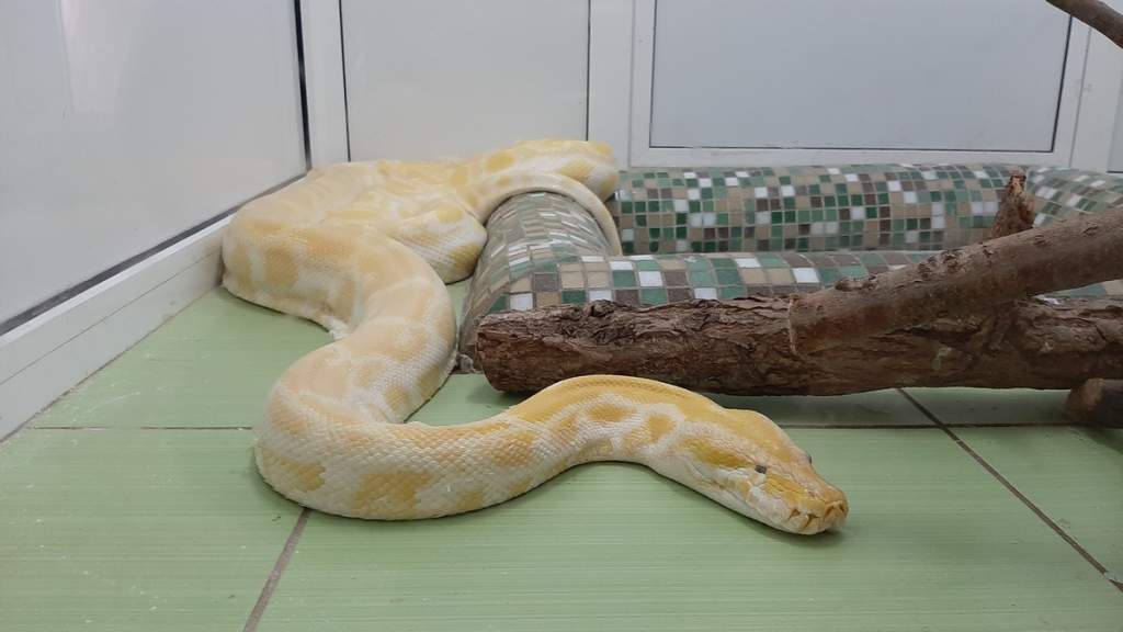 Фото-4-тигровый питон.jpg