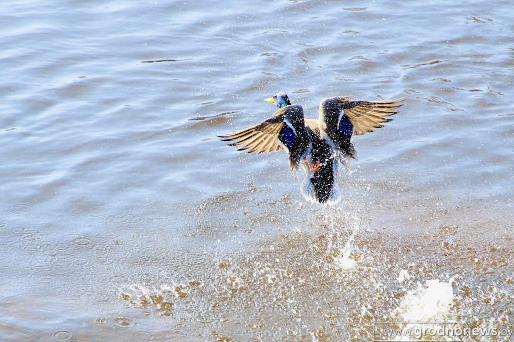 IMG_3762.jpg