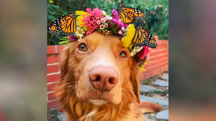 03_dog.jpg