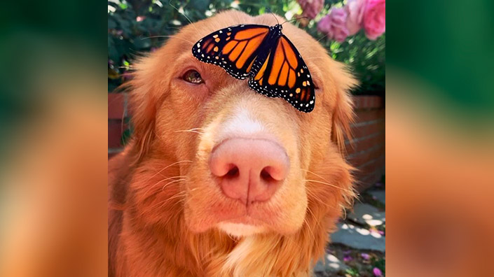 10_dog.jpg