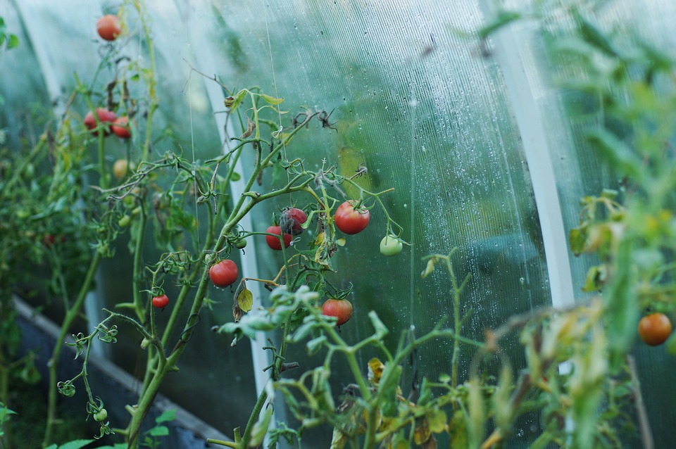 tomato-1180852_960_720.jpg