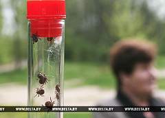 Количество укусов клещей в Гродненской области снизилось почти на 30 процентов