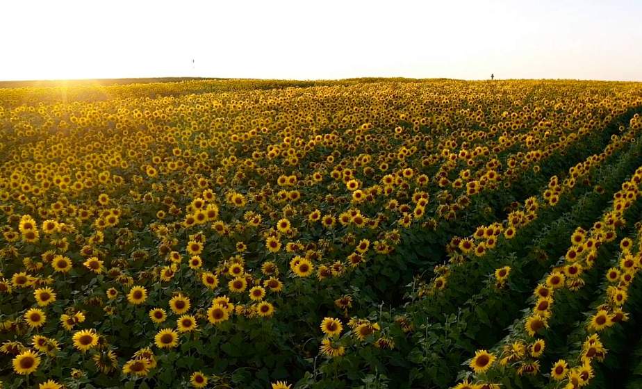 ФОТОФАКТ. Кладовая солнца. Сказочное поле подсолнухов под Гродно