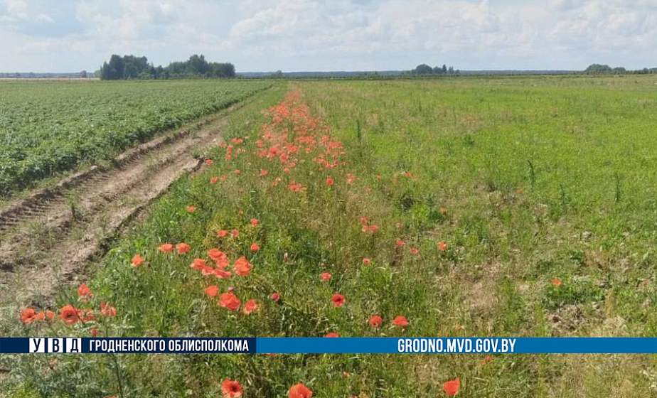 За минувшую неделю правоохранители Гродненщины уничтожили почти 120 кг дикорастущего мака За минувшую неделю правоохранители Гродненщины уничтожили почти 120 кг дикорастущего мака