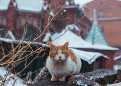 Дождь и мокрый снег ожидаются в Беларуси 1 февраля