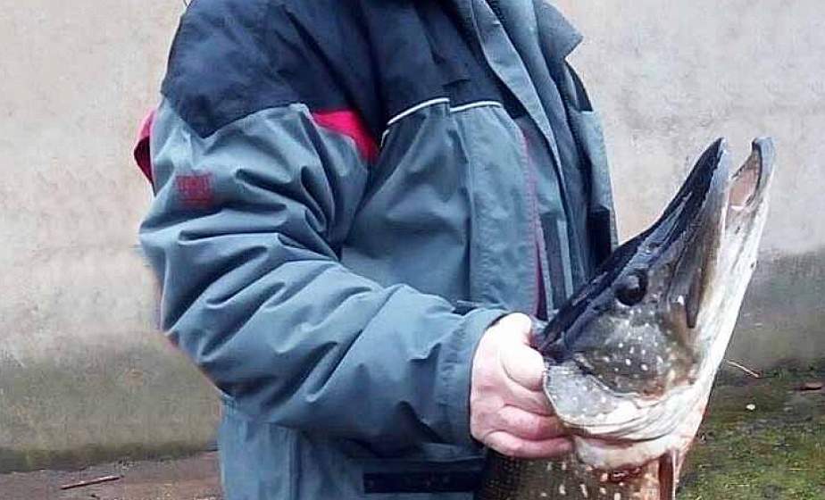 Ничего себе щучка! Житель Гродненского района поймал рыбу весом 7,4 кг