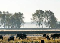 Слабые ночные заморозки ожидаются в Беларуси на этой неделе