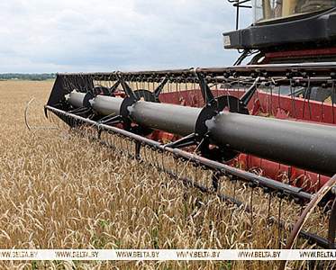 Свыше 9,8 млн тонн зерна с рапсом и кукурузой намолочено в Беларуси