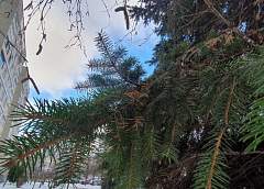 Оранжевый уровень опасности из-за морозов объявлен в Беларуси на 8 января 