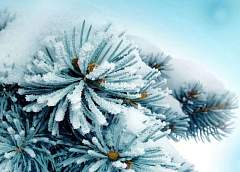  Порывистый ветер и до -20°С ожидается в Беларуси 11 января