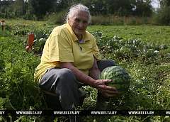 ФОТОФАКТ: Около 20 арбузов вырастила на приусадебном участке пенсионерка из Гродненского района 