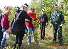 У Слоніме заклалі штучную рэзервовую папуляцыю дуброўкі скальнай