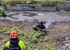 Спасатели Гродненщины пришли на помощь лосенку