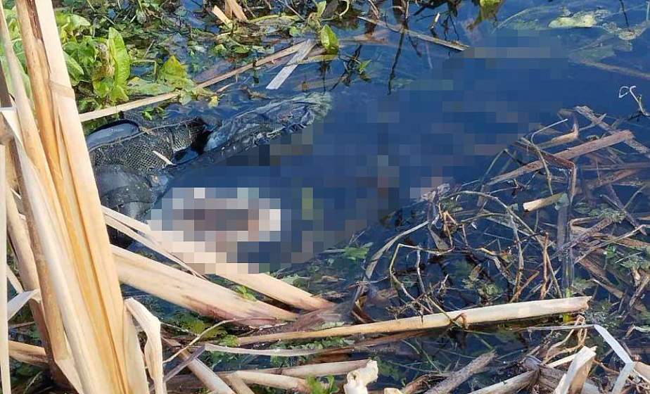 Труп беженца обнаружен в болоте на границе с Польшей Труп беженца обнаружен в болоте на границе с Польшей