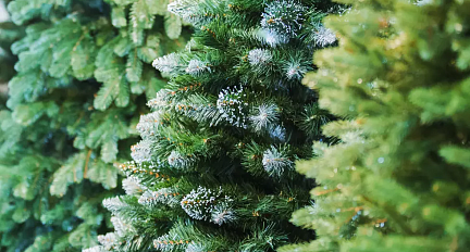 Жительница Ошмян хотела купить у мошенников новогоднюю ель