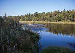 Kotra Wildlife Sanctuary: orchid in the swamp, “Flying Dutchman” and the ancient city in the “Grodno Region: Preserved World” project