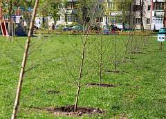  A long-term plan for Grodno city greening is developed