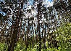 Посещение лесов ограничено во всех районах Гродненской области