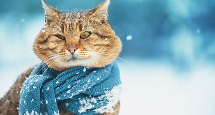 В воскресенье Беларусь накроют снегопады