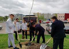 В микрорайоне Девятовка высадили аллею к 40-летию Ленинского района Гродно