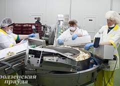 Современный инкубатор по выращиванию суточных цыплят запущен на Щучинской птицефабрике