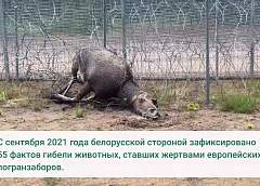 Литовский заградзабор убил очередного лося
