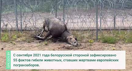 Литовский заградзабор убил очередного лося