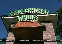 Восстановление болот в Беловежской пуще позволит нормализовать водный режим реки Лесная