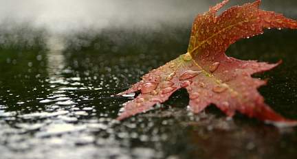 Временами небольшие дожди и туман. Какую погоду обещают синоптики на 10 ноября