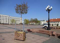 «Мобильные» деревья появились в Гродно. Первые деревья в кадках украсили  областной центр