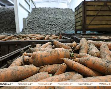 Аграрии Беларуси убрали свыше 40% выращенных в открытом грунте овощей