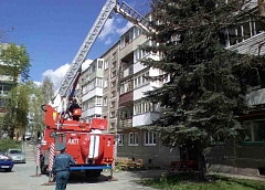 В Гродно сотрудники МЧС спасли застрявшего на верхушке елки кота (+Видео)