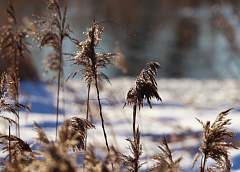 Метели, сильный ветер и до -18°С. Синоптики о погоде на текущей неделе
