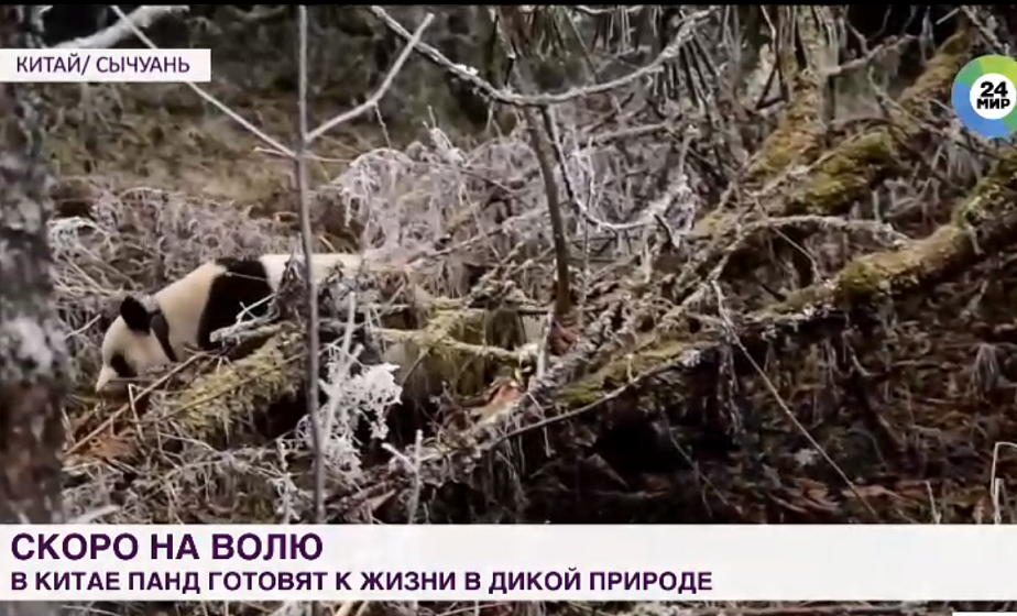 Скоро на волю: в Китае трех панд готовят к жизни в дикой природе Скоро на волю: в Китае трех панд готовят к жизни в дикой природе