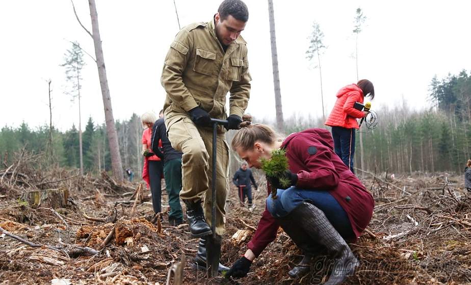 Карельская береза и кедровая сосна теперь растут в гродненских лесах
