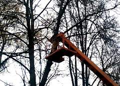 В Гродно подстригли деревья