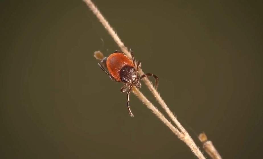 Где в Гродно и районе проводится противоклещевая обработка (+видео)
