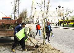 Снова зацветут каштаны. Сотрудники польской фирмы «Best-Pest» проводят в Гродно эксперимент по лечению каштанов от минирующей моли
