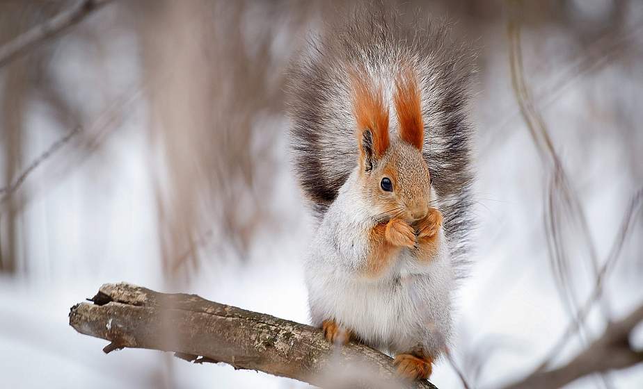 До +7°С ожидается в Беларуси 6 декабря