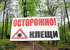Где в пригороде Гродно грибников поджидают клещи? 