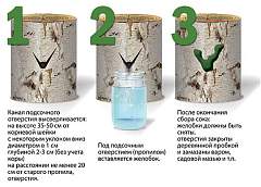 Инфографика: Правила заготовки березового сока