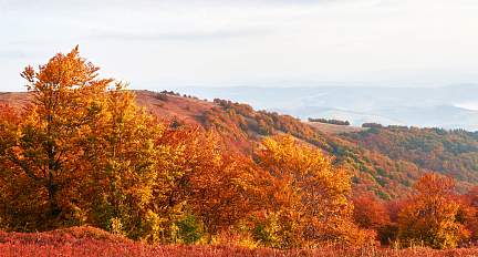 Оранжевый уровень опасности из-за порывистого ветра объявлен в Беларуси 31 октября 