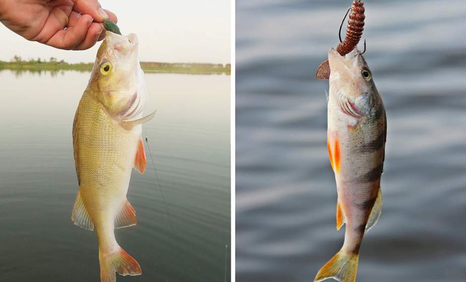 В озере Белое Гродненского района рыбаками пойманы окуни-альбиносы