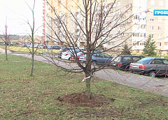 «Биг Джон» спас крупномерные деревья, пересадив их на безопасное место (+видео)