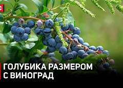 Ягоды размером с виноград. Небывалый урожай голубики собрали в Щучинском районе 