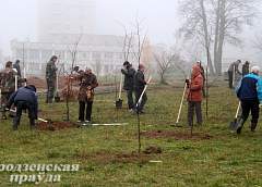 В Гродно во время городского субботника высадили более тысячи деревьев (ФОТО)