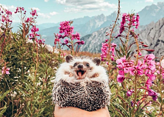 Самый счастливый в мире еж стал звездой Instagram 